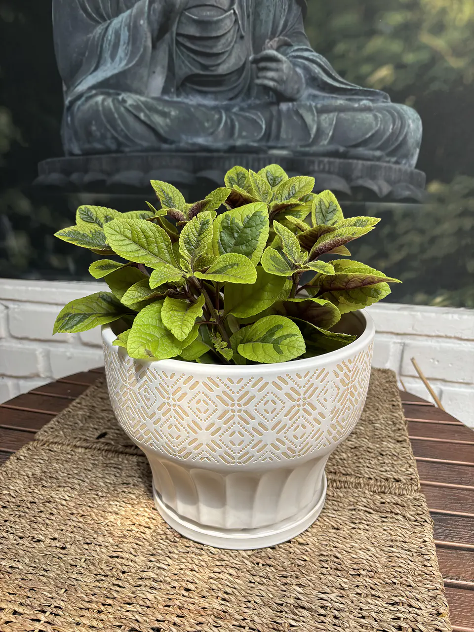 Plantas RV - Dolar Variegado tamaño M 1