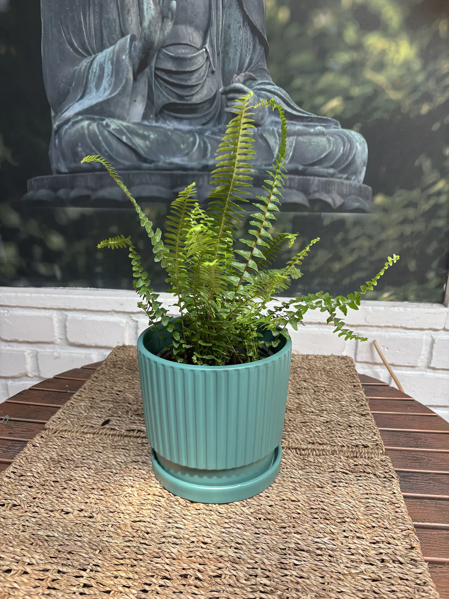 Plantas RV - Helecho Espada tamaño XS / Retiro solo en tienda  1