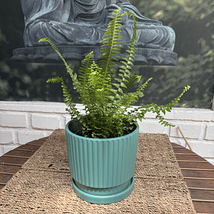 Plantas RV - Helecho Espada tamaño XS / Retiro solo en tienda 