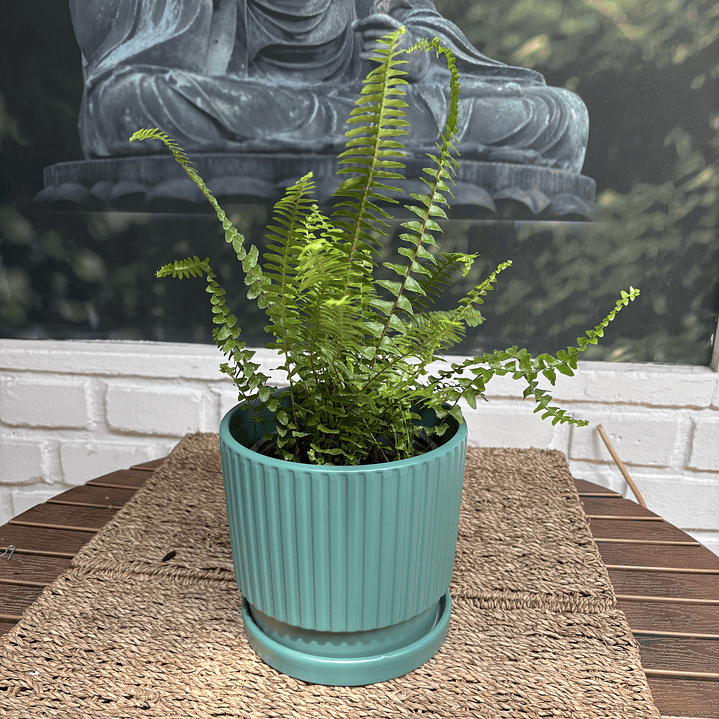 Plantas RV - Helecho Espada tamaño XS / Retiro solo en tienda  1