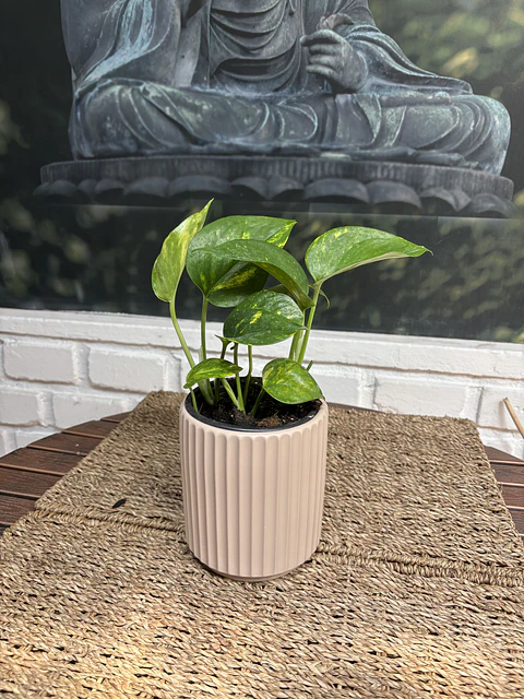 Plantas RV - Pothus Golden Tamaño S