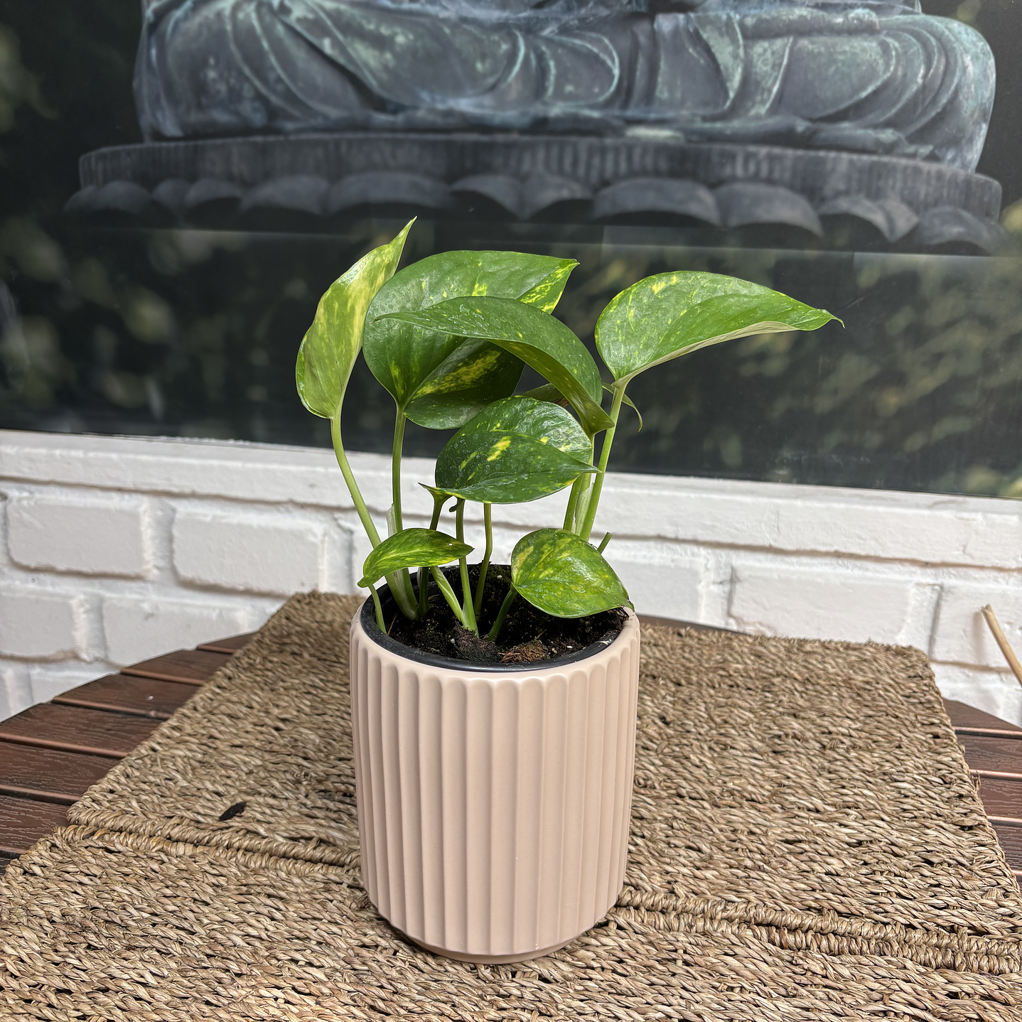 Plantas RV - Pothus Scindapsus Tamaño S / Retiro solo en tienda  1