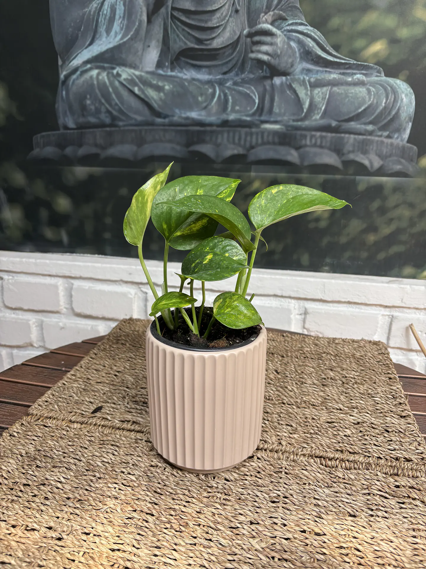 Plantas RV - Pothus Golden Tamaño S 1
