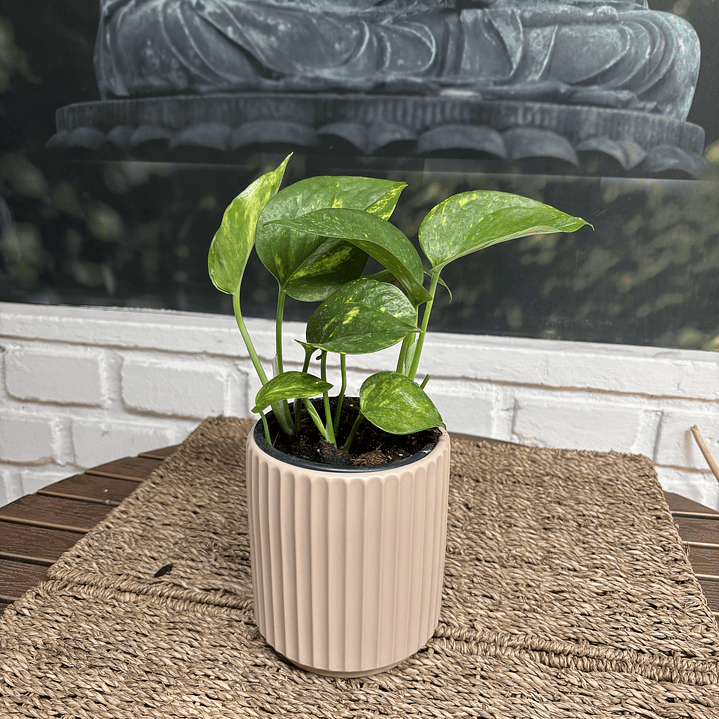 Plantas RV - Pothus Scindapsus Tamaño S / Retiro solo en tienda  1