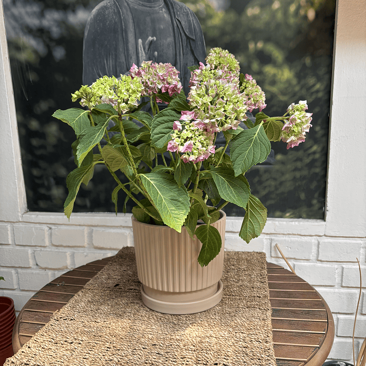 Plantas RV - Hortencias tamaño M / Retiro solo en tienda  1