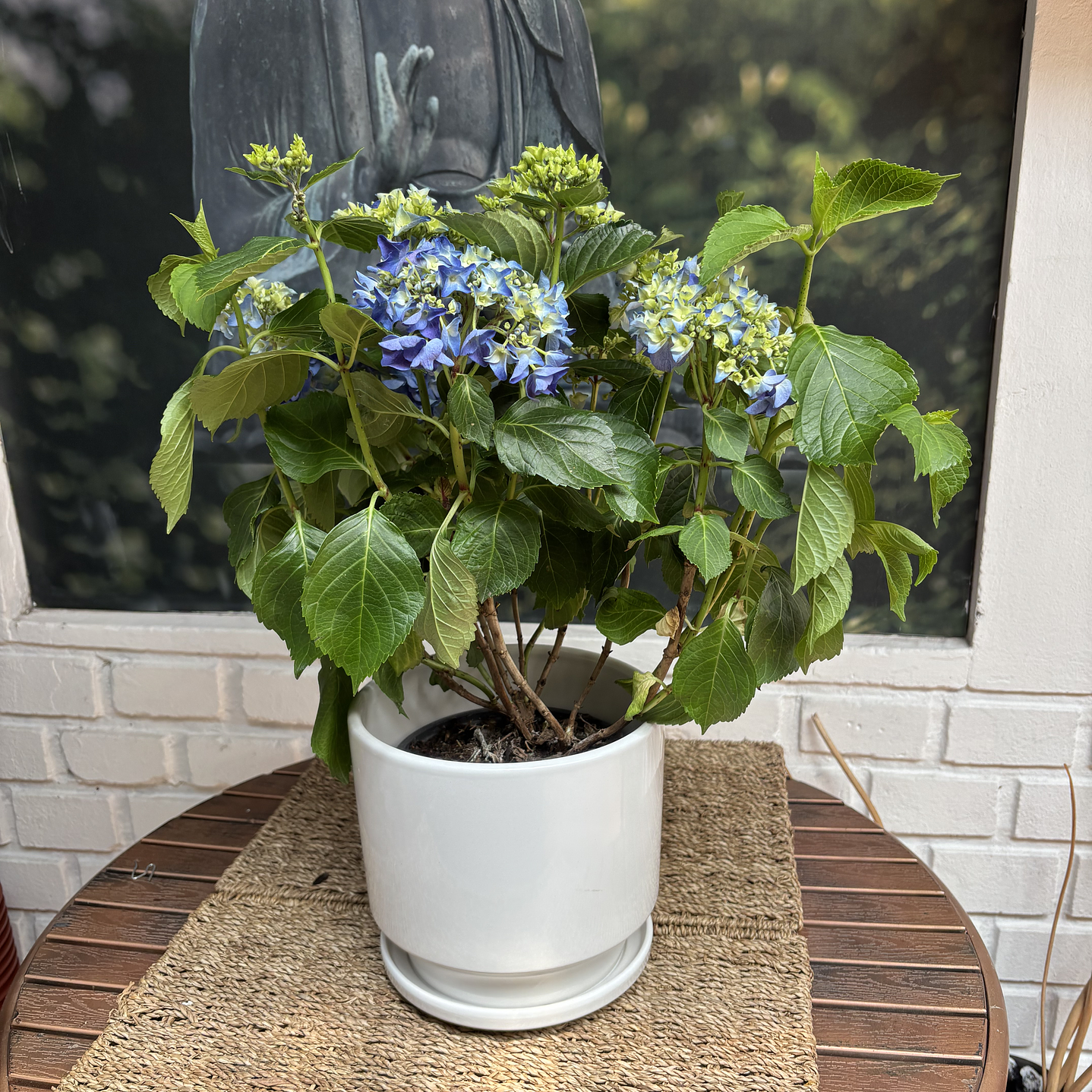 Plantas RV - Hortencias tamaño M / Retiro solo en tienda  2