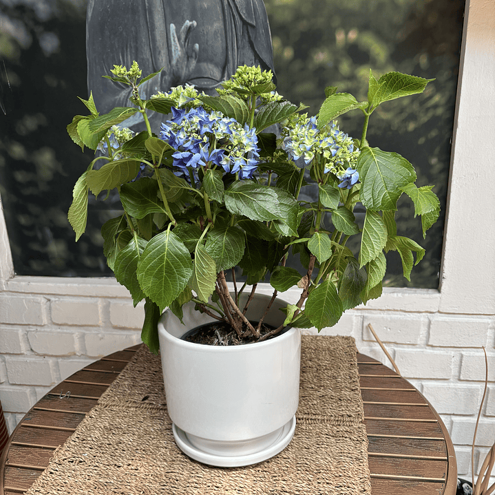 Plantas RV - Hortencias tamaño M / Retiro solo en tienda  2