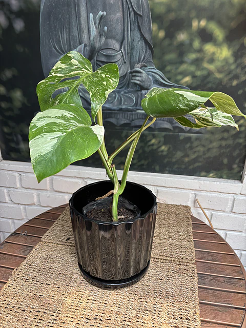 Plantas RV - Monstera Variegada Tamaño M / Retiro solo en tienda 