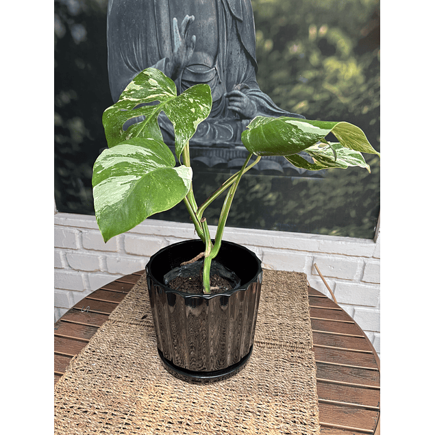 Jardin RV - Monstera Variegada Tamaño M / Retiro solo en tienda 