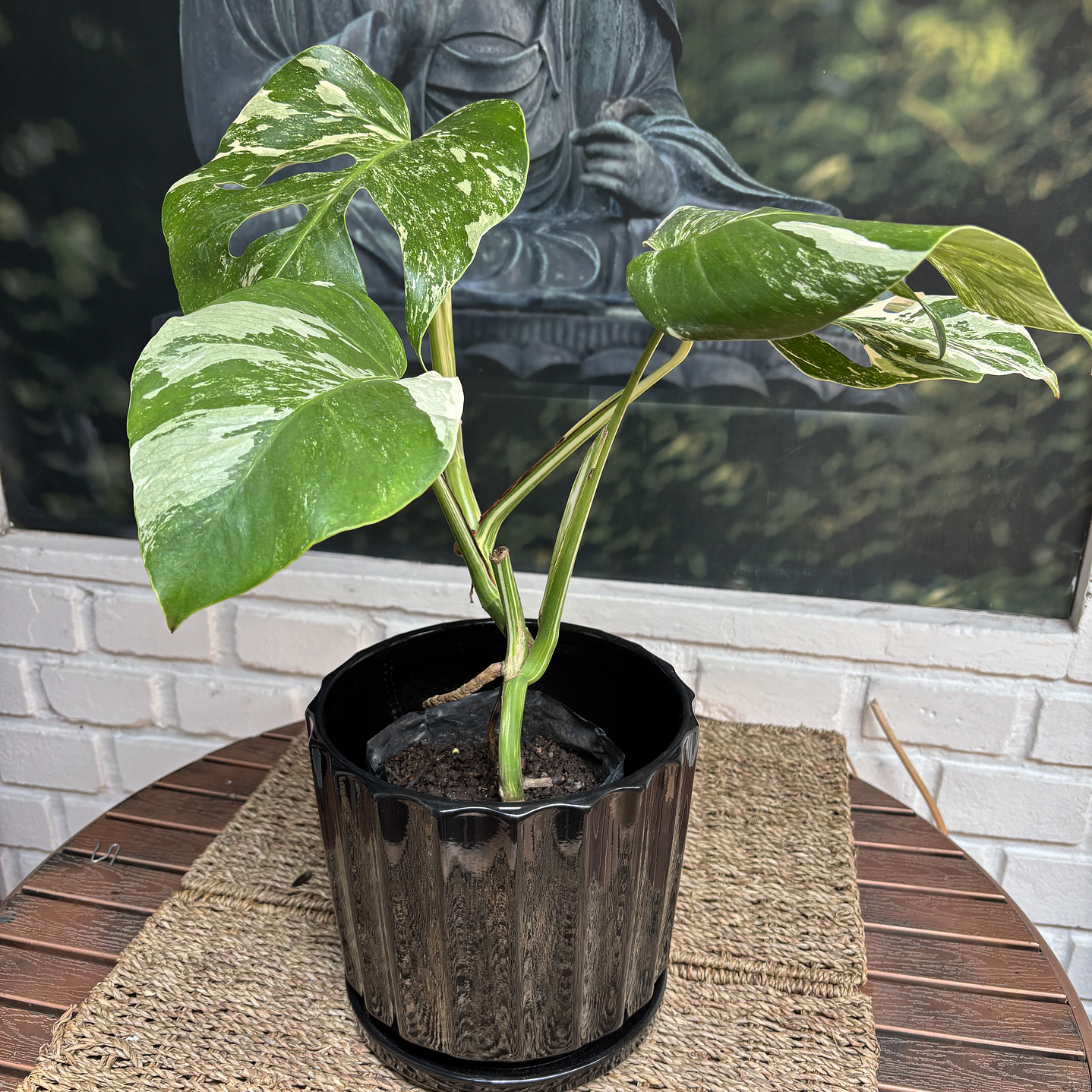 Plantas RV - Monstera Variegada Tamaño M / Retiro solo en tienda  1
