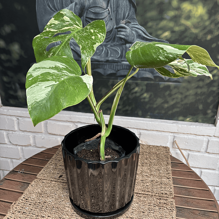 Plantas RV - Monstera Variegada Tamaño M / Retiro solo en tienda  1