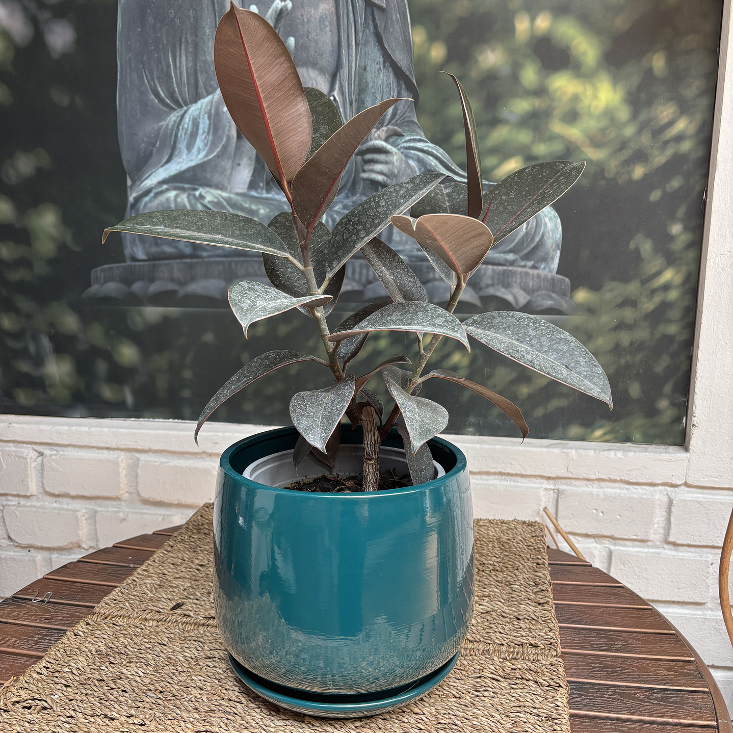 Plantas RV - Gomero Burgundy  tamaño M / Retiro solo en tienda  1