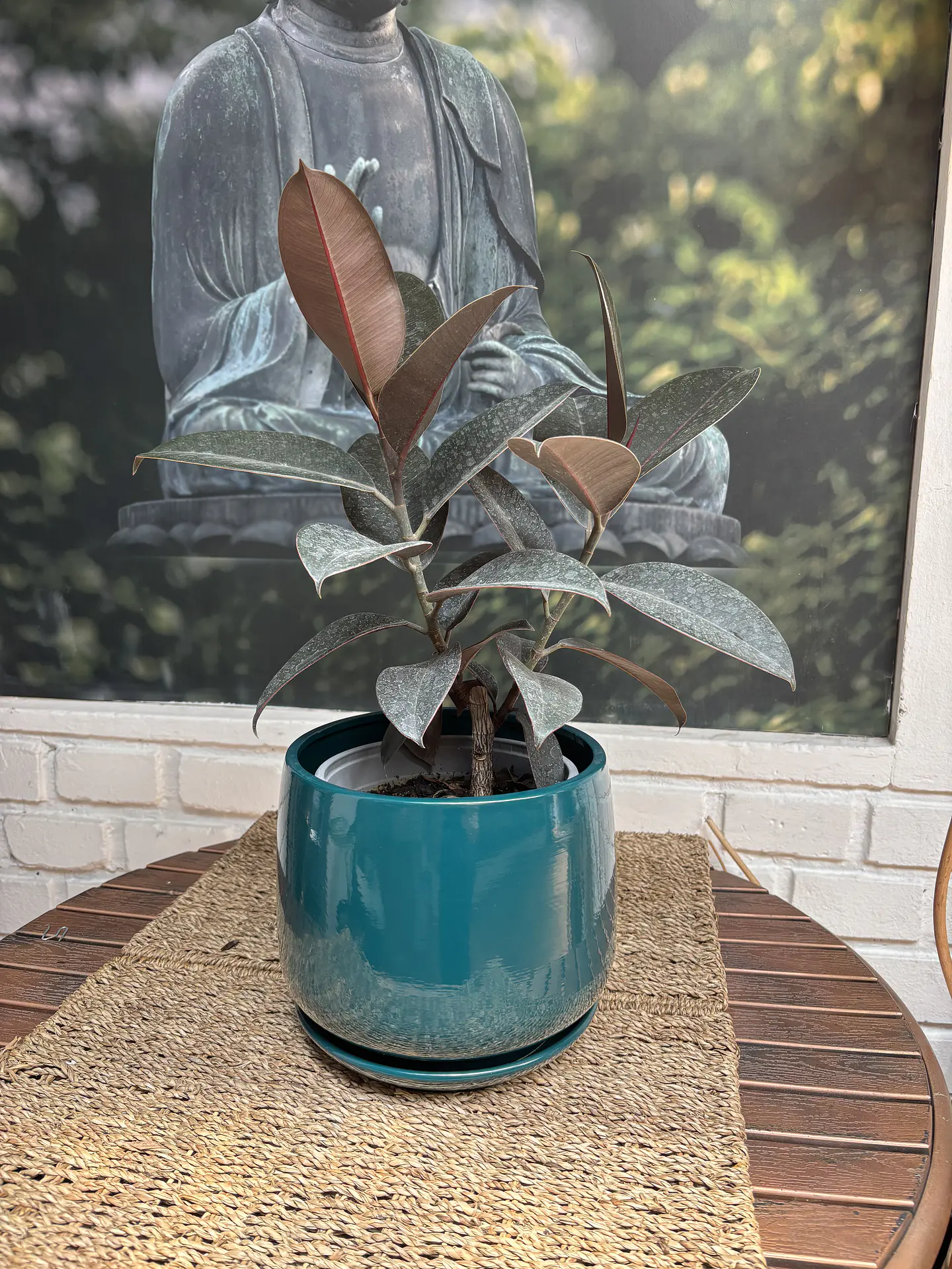 Plantas RV - Gomero Burgundy  tamaño M / Retiro solo en tienda  1