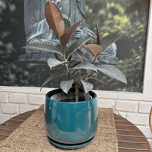 Plantas RV - Gomero Burgundy  tamaño M / Retiro solo en tienda 