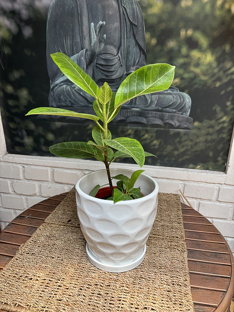 Plantas RV - Gomero Altisima tamaño M 