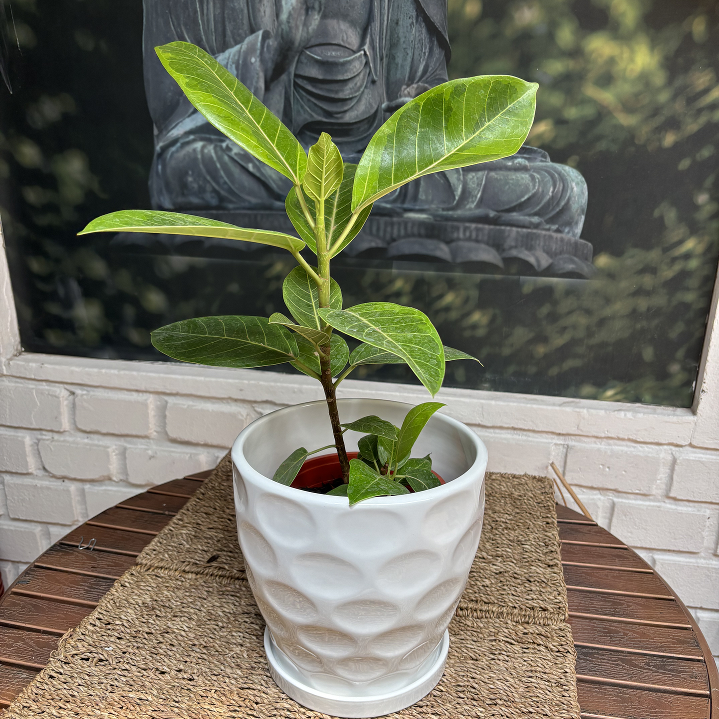 Plantas RV - Gomero Altísima tamaño M / Retiro solo en tienda  1