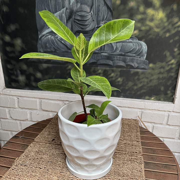 Plantas RV - Gomero Altísima tamaño M / Retiro solo en tienda  1