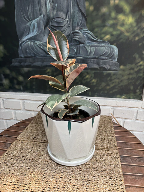 Plantas RV - Gomero Tineke tamaño M / sin maceta
