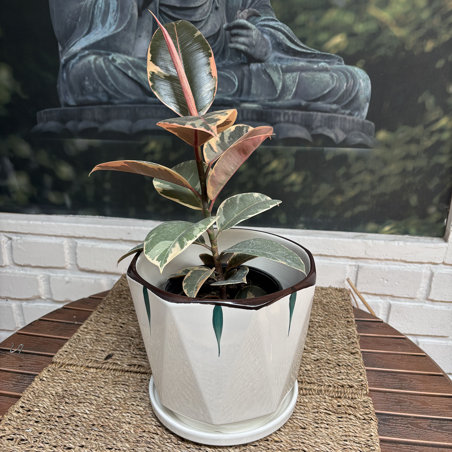 Plantas RV - Gomero Tineke tamaño M / Retiro solo en tienda  1