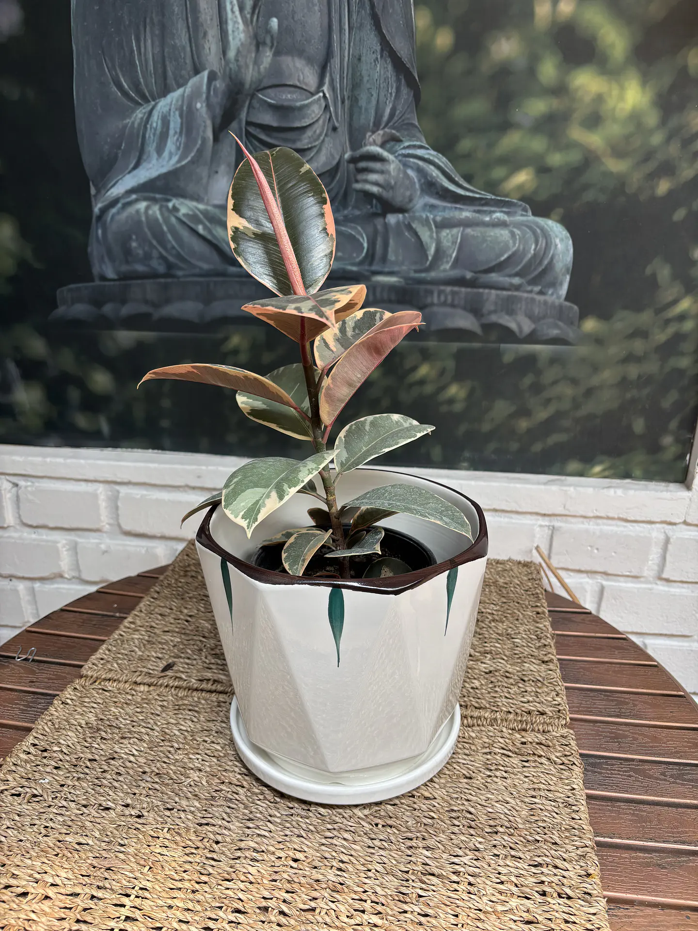 Plantas RV - Gomero Tineke tamaño M / sin maceta 1