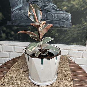 Plantas RV - Gomero Tineke tamaño M / Retiro solo en tienda 