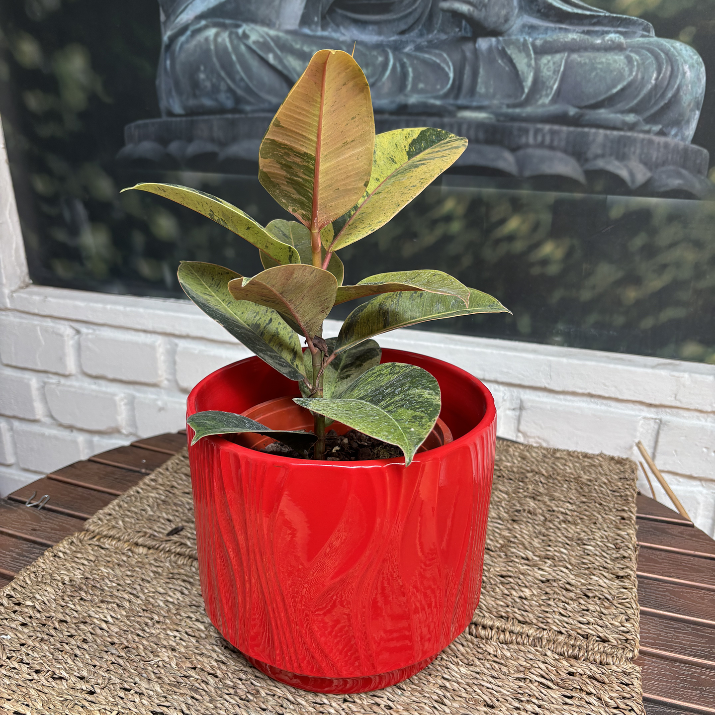 Plantas RV - Gomero Shiveriano tamaño M / Retiro solo en tienda  1