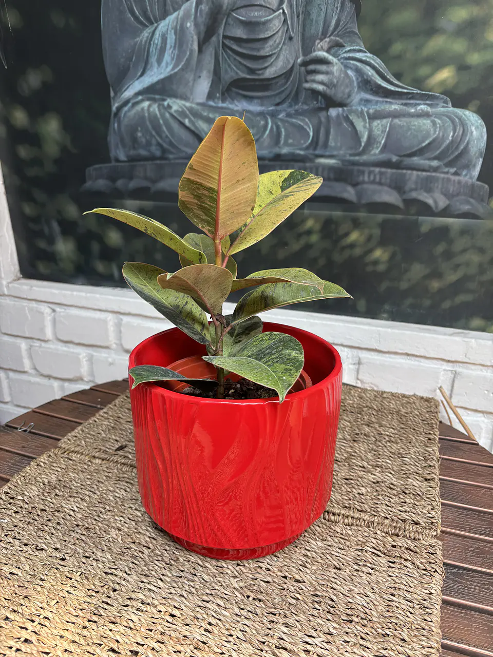 Plantas RV - Gomero Shiveriano tamaño M / Retiro solo en tienda  1