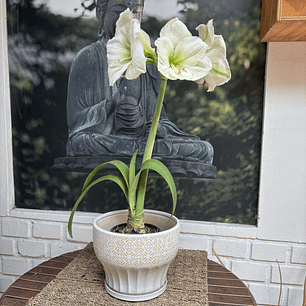 Plantas RV - Amarilys tamaño M / Retiro solo en tienda 