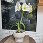 Plantas RV - Amaryllis tamaño M / ( sin maceta) - Miniatura 1