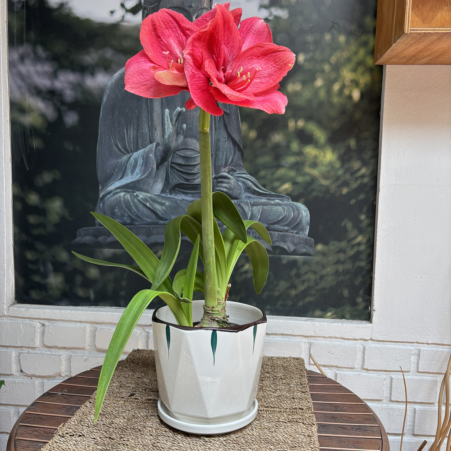 Plantas RV - Amaryllis tamaño M / ( sin maceta) 2