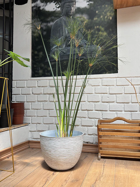 Plantas RV - Papiros Tamaño L / Retiro solo en tienda 