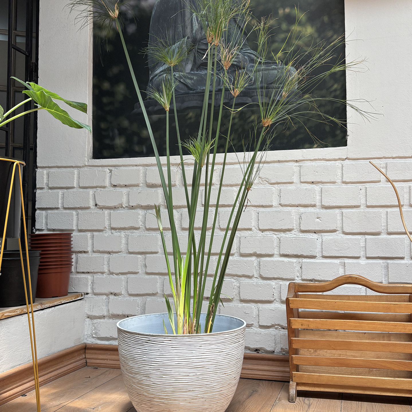 Plantas RV - Papiros Tamaño L / Retiro solo en tienda  1