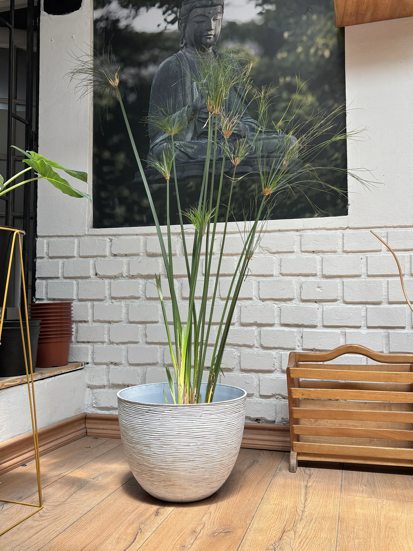 Plantas RV - Papiros Tamaño L / Retiro solo en tienda  1