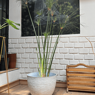 Plantas RV - Papiros Tamaño L / Retiro solo en tienda 