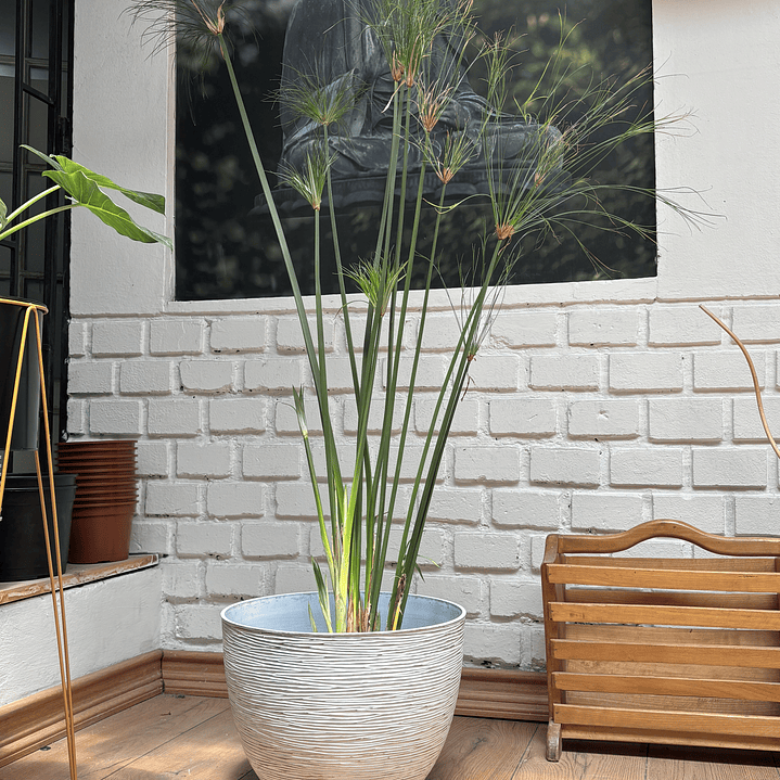 Plantas RV - Papiros Tamaño L / Retiro solo en tienda  1