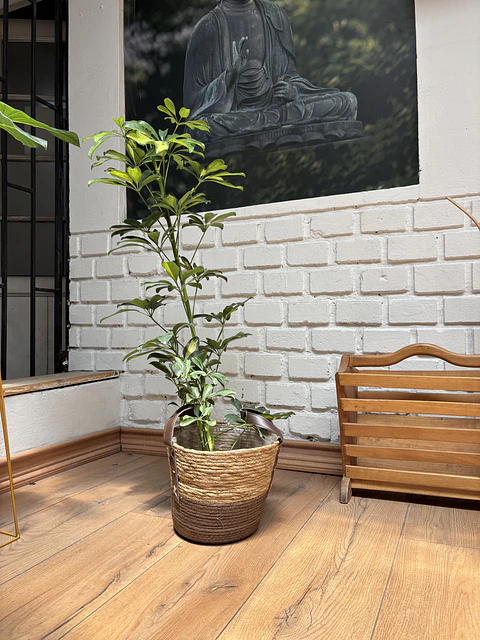 Plantas RV - Schefflera tamaño M / Retiro solo en tienda 