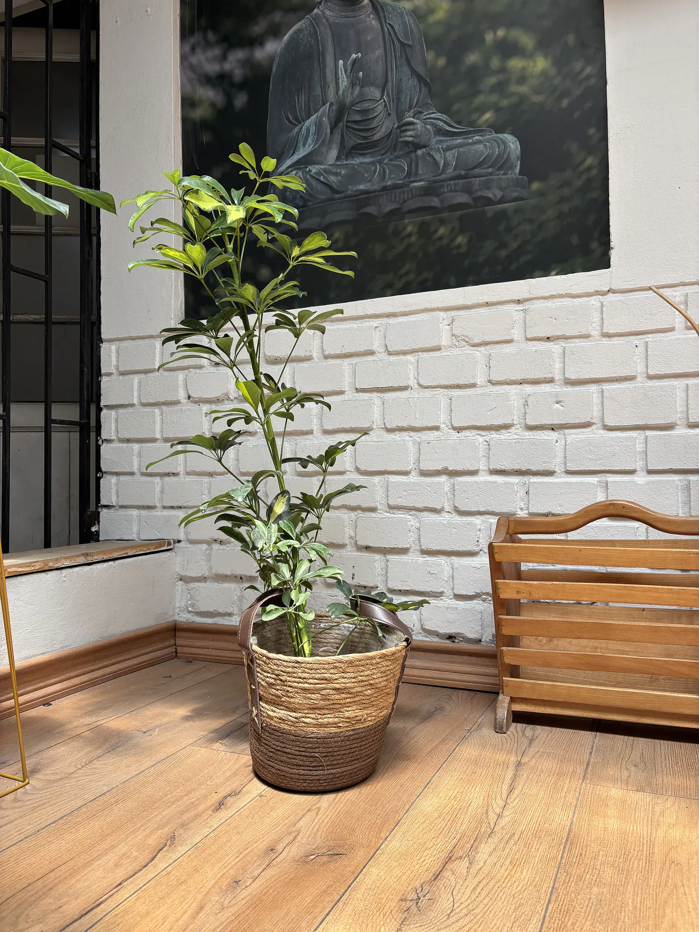 Plantas RV - Schefflera tamaño M  1