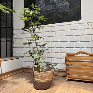 Plantas RV - Schefflera tamaño M / Retiro solo en tienda 