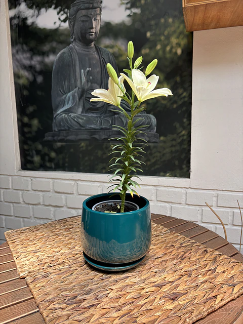 Plantas RV - Lilium tamaño S (sin maceta)