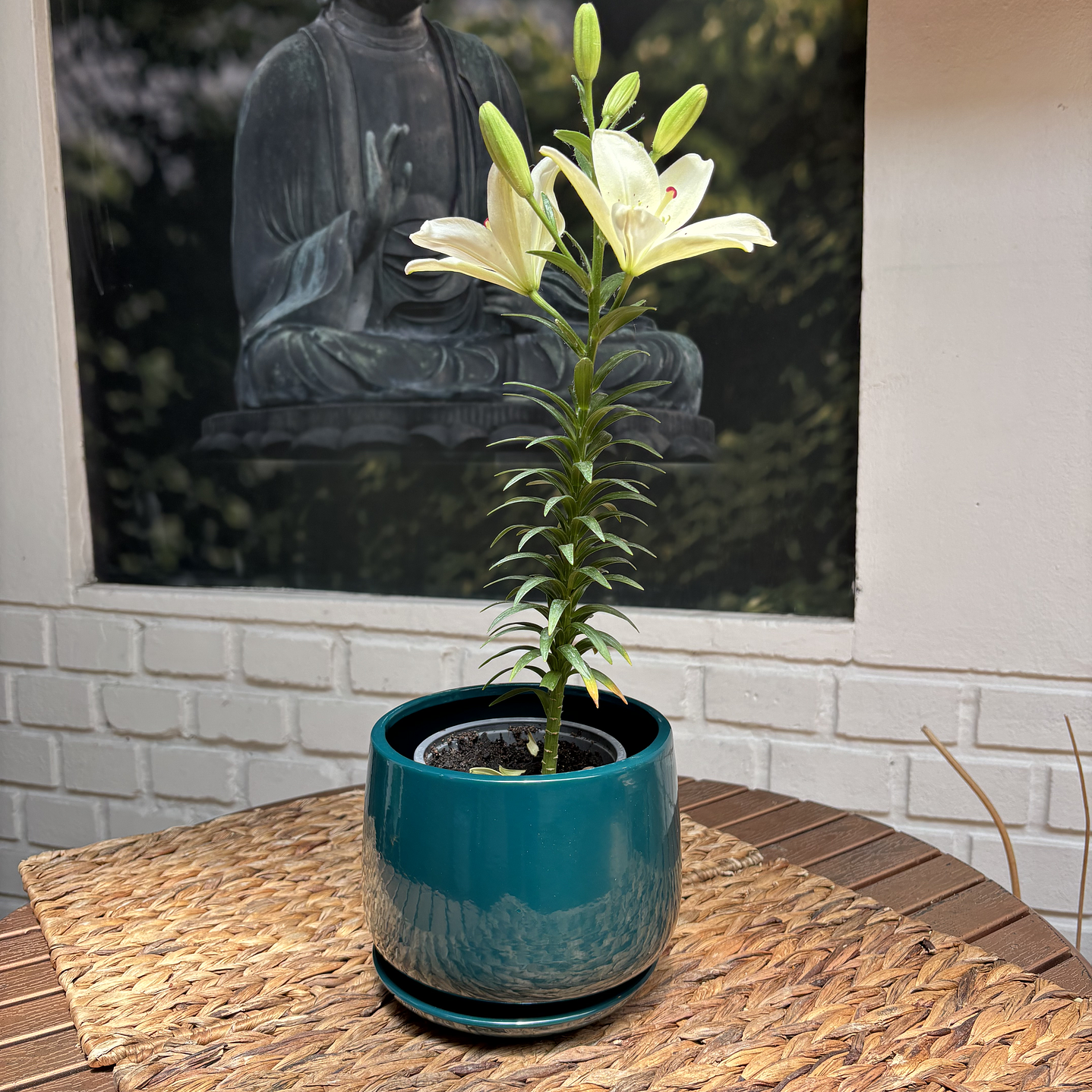 Plantas RV - Lilium tamaño S / Retiro solo en tienda  1