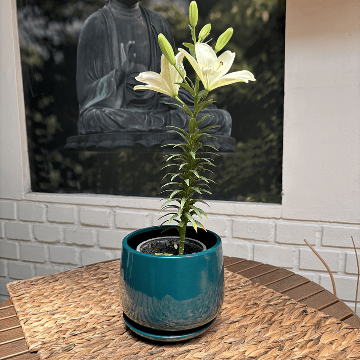 Plantas RV - Lilium tamaño S / Retiro solo en tienda  1