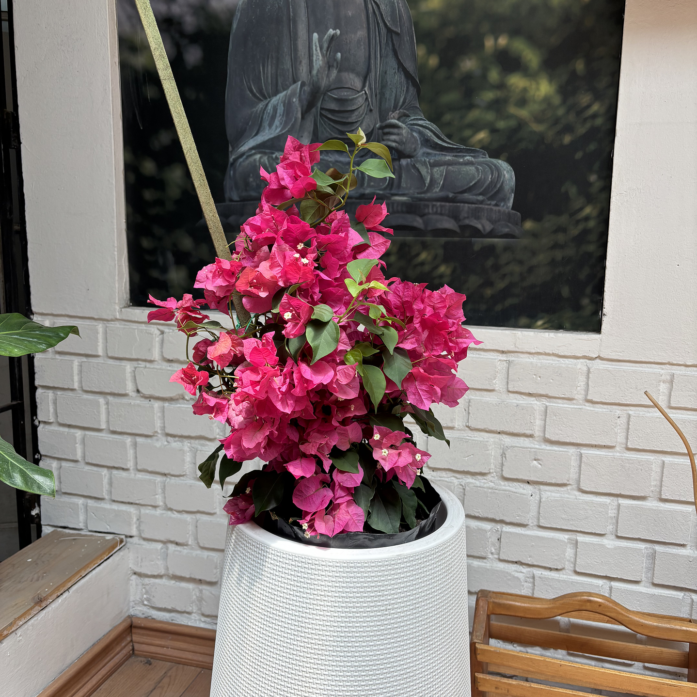 Plantas RV - Bugambilia Tamaño M / Retiro solo en tienda  1