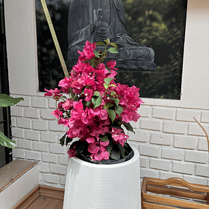 Plantas RV - Bugambilia Tamaño M / Retiro solo en tienda 