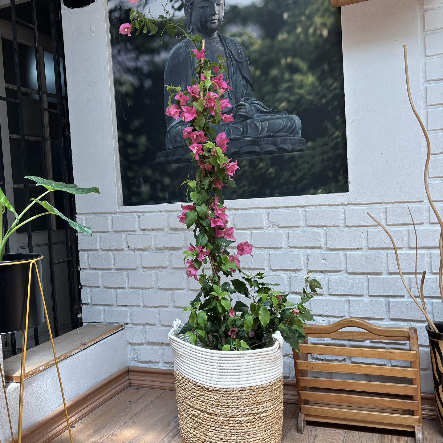 Plantas RV - Bugambilia tamaño L / Retiro solo en tienda  1