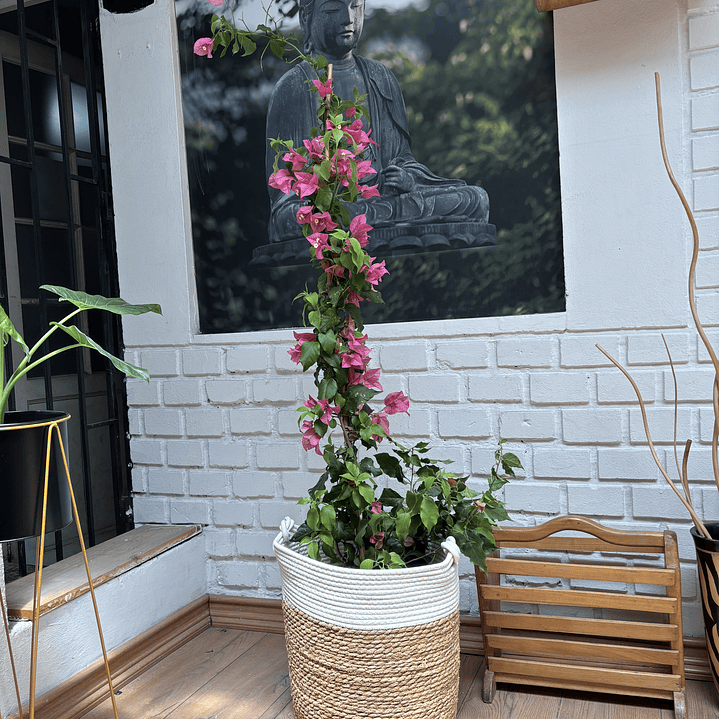 Plantas RV - Bugambilia tamaño L / Retiro solo en tienda  1