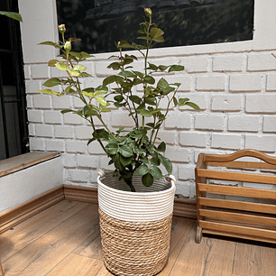 Plantas RV - Rosas Tamaño L / Retiro solo en tienda 