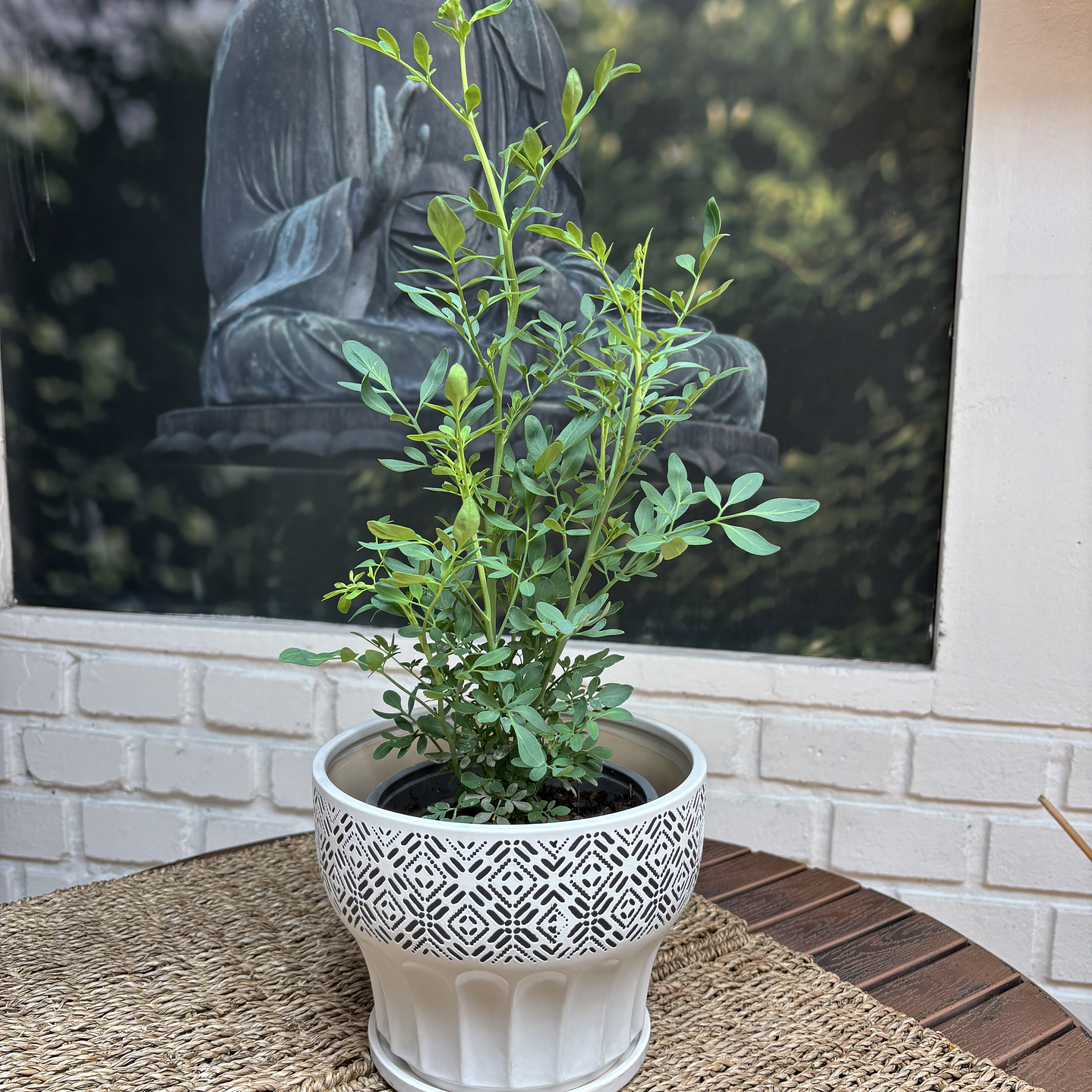 Plantas RV - Rudon tamaño M / Retiro solo en tienda  1