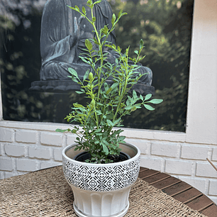 Plantas RV - Rudon tamaño M / Retiro solo en tienda 