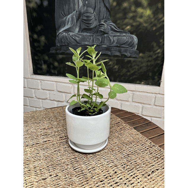 Jardin RV - Menta tamaño S / Retiro solo en tienda 