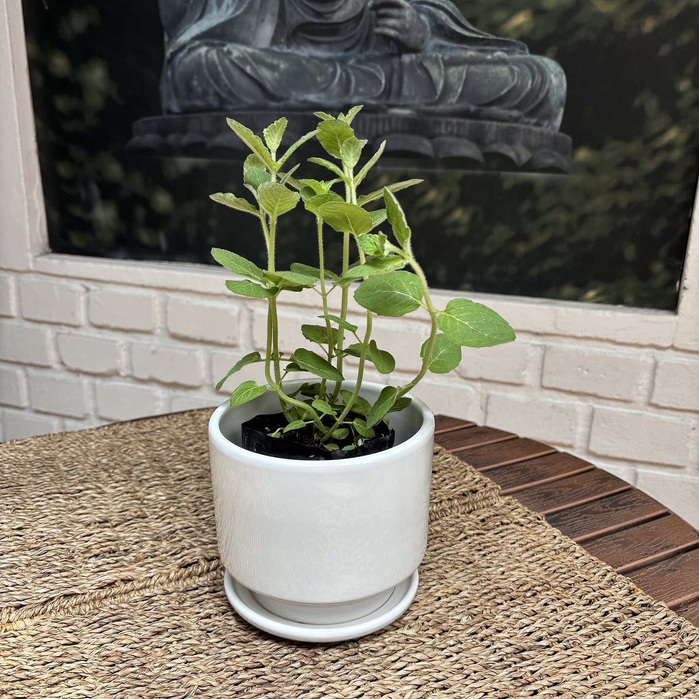 Plantas RV - Menta tamaño S / Retiro solo en tienda  1